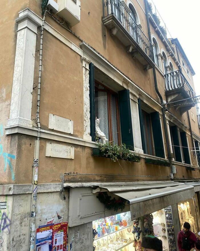 Cats at the Window: The Funniest, Cutest Kitty Sill Squad You've Ever Seen