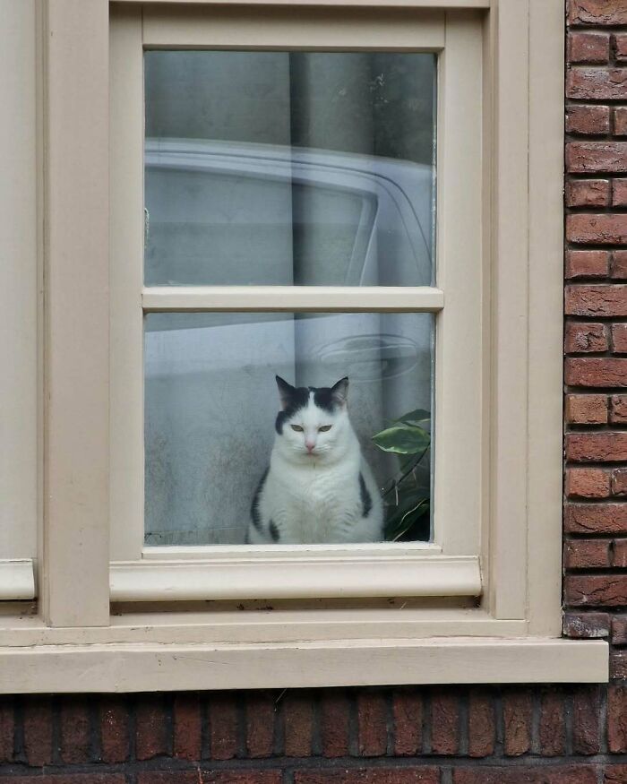 Cats at the Window: The Funniest, Cutest Kitty Sill Squad You've Ever Seen