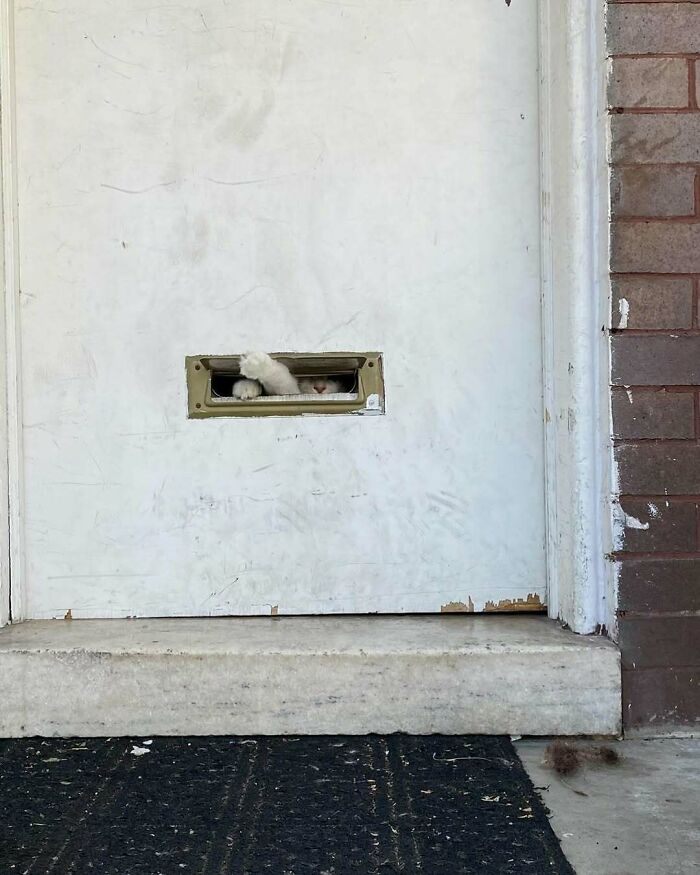 Cats at the Window: The Funniest, Cutest Kitty Sill Squad You've Ever Seen