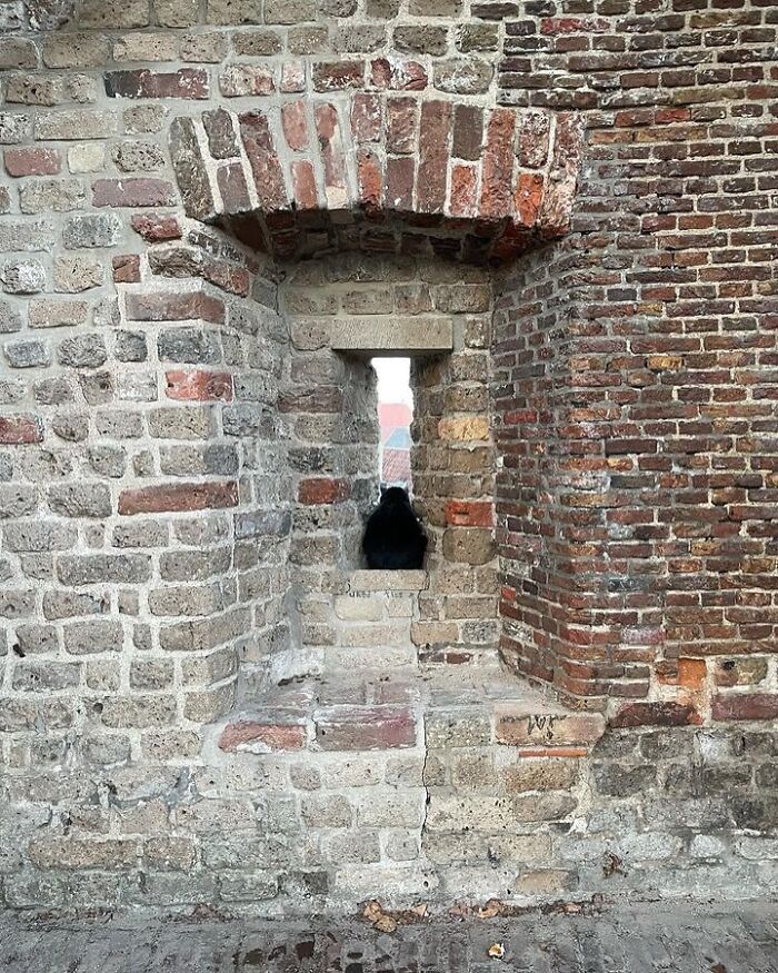 Cats at the Window: The Funniest, Cutest Kitty Sill Squad You've Ever Seen