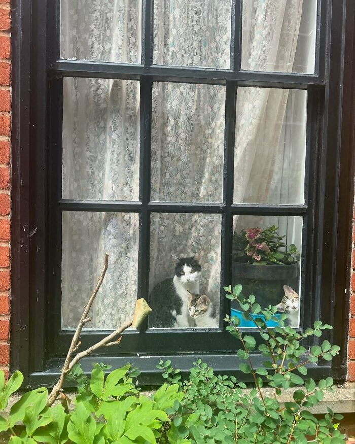 Cats at the Window: The Funniest, Cutest Kitty Sill Squad You've Ever Seen