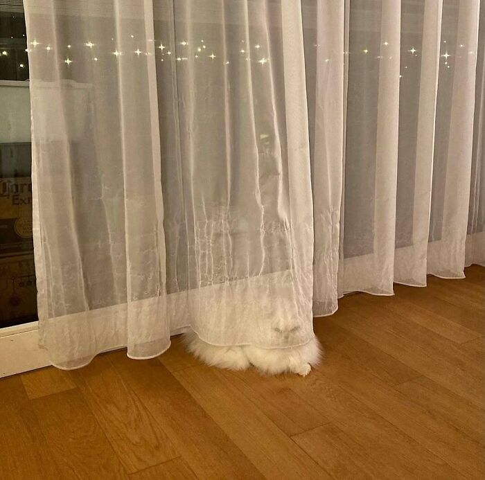 Cats at the Window: The Funniest, Cutest Kitty Sill Squad You've Ever Seen