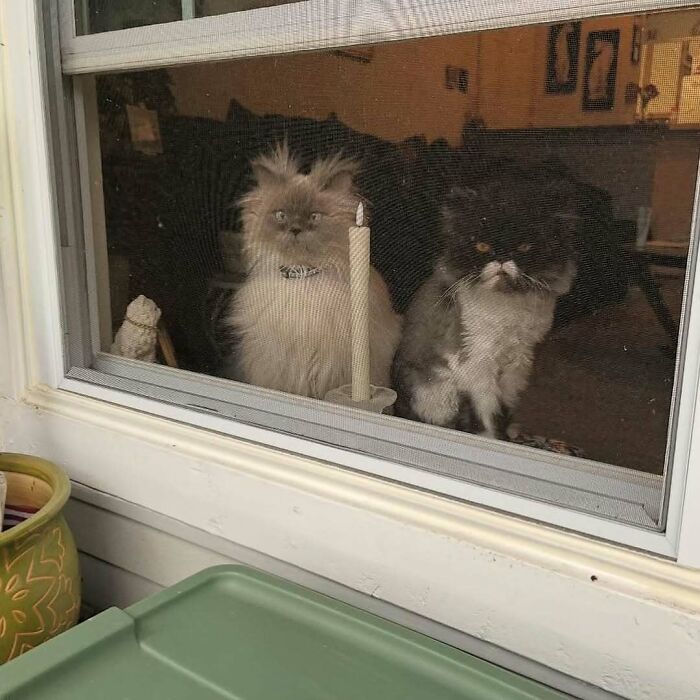 Cats at the Window: The Funniest, Cutest Kitty Sill Squad You've Ever Seen