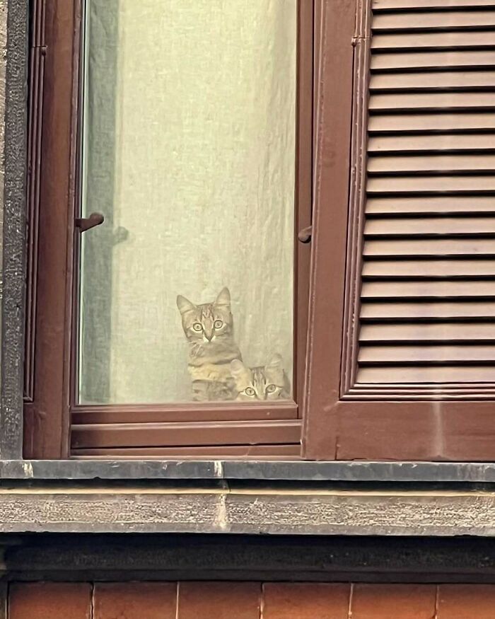 Cats at the Window: The Funniest, Cutest Kitty Sill Squad You've Ever Seen