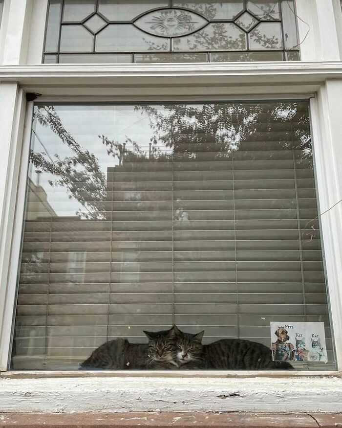 Cats at the Window: The Funniest, Cutest Kitty Sill Squad You've Ever Seen