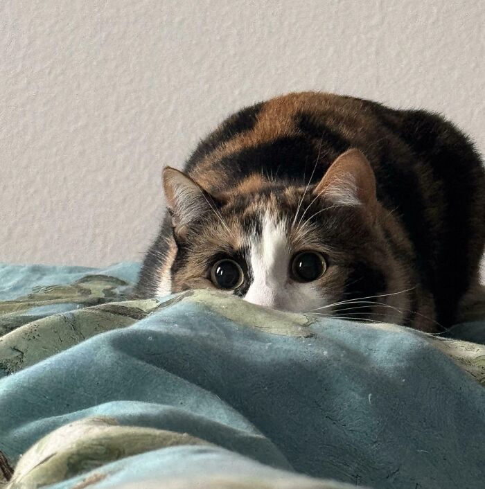 Just Show Her a Hairband... Danger!