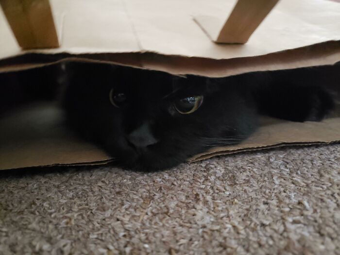 Plots Form Best Inside Paper Bags