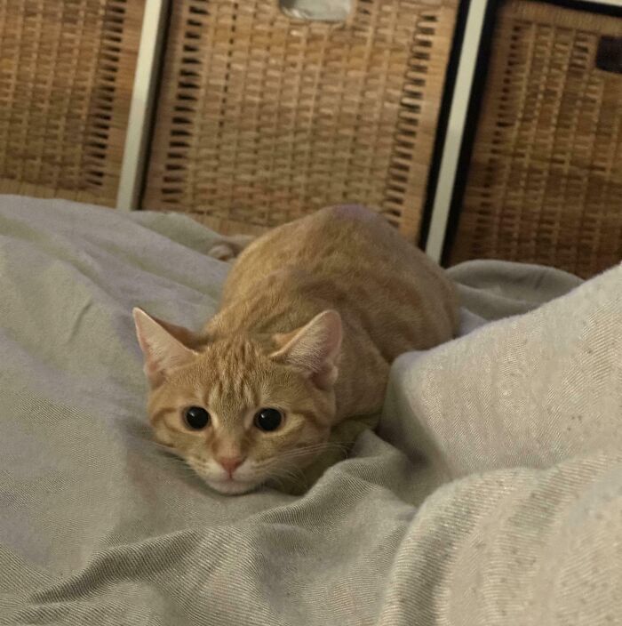 My Hand Got Attacked 3 Seconds After This!