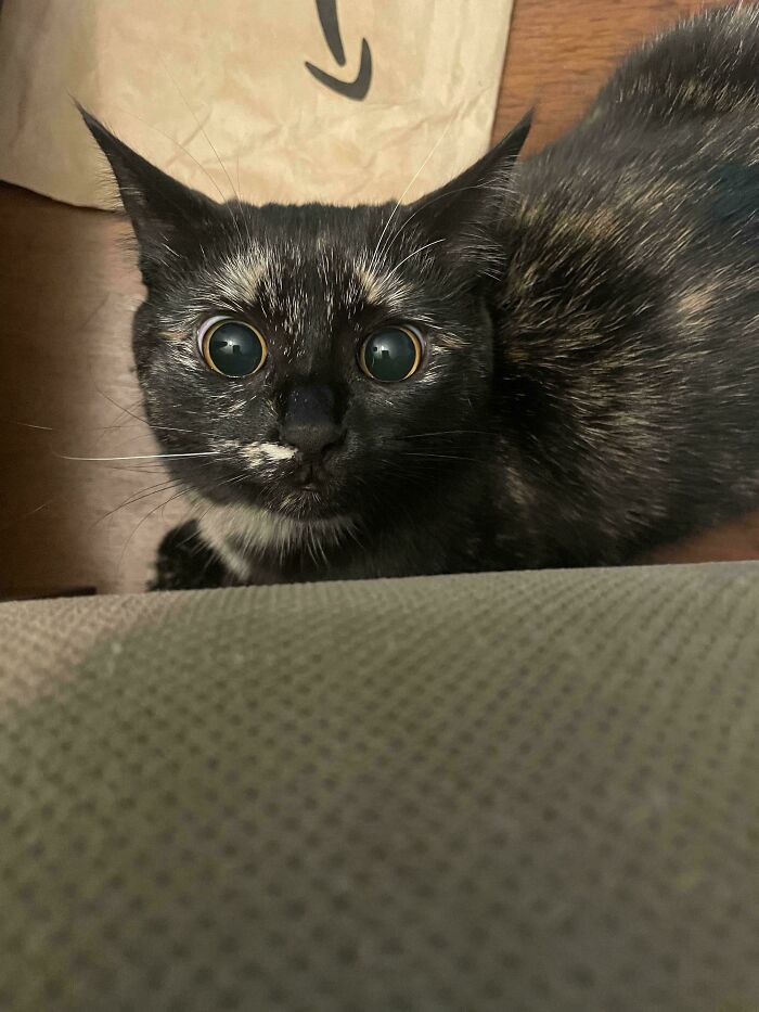 Freya Nominated by Airplane Ears for Attack Eyes