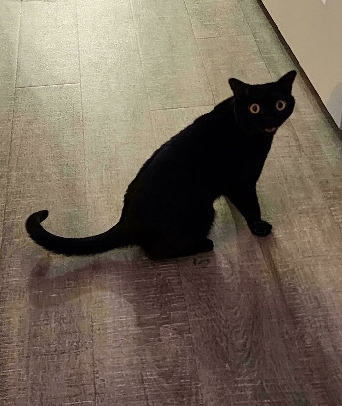 Demanding the Mouse is Thrown Now!