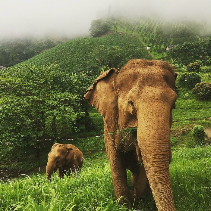 Spent The Day With Rescued Elephants In Thailand—Dreams Do Come True
