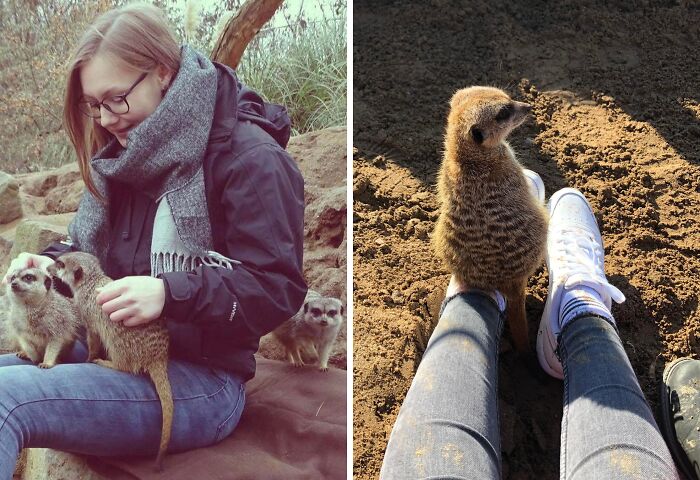 Always Loved Meerkats? Me Too—Dream Came True!