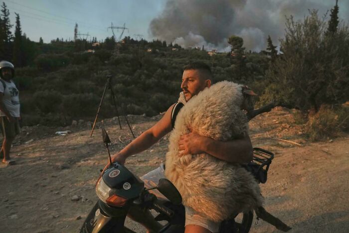 Guy Riding Motorcycle While Carrying a Sheep During a Wildfire in Greece