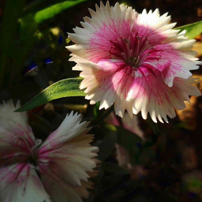 20 Flower Shots That Will Totally Make Your Day