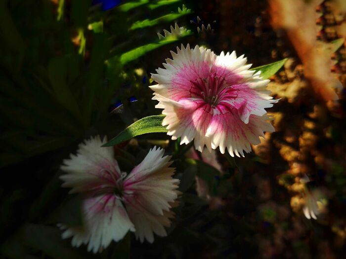 20 Flower Shots That Will Totally Make Your Day