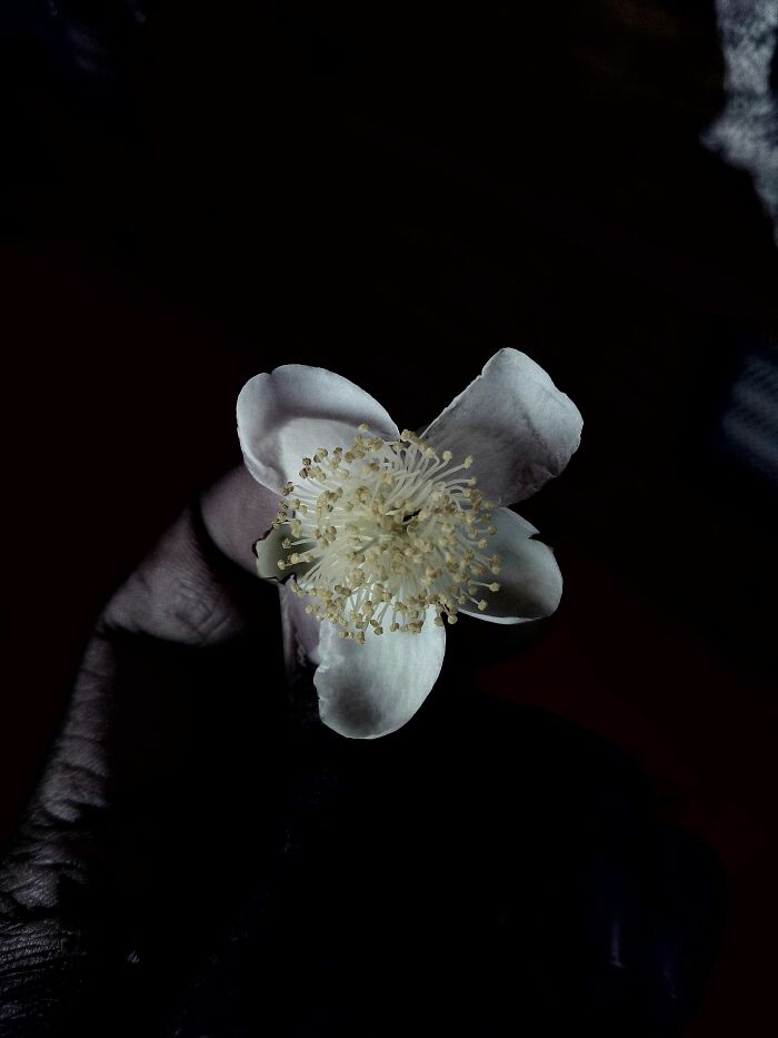 20 Flower Shots That Will Totally Make Your Day