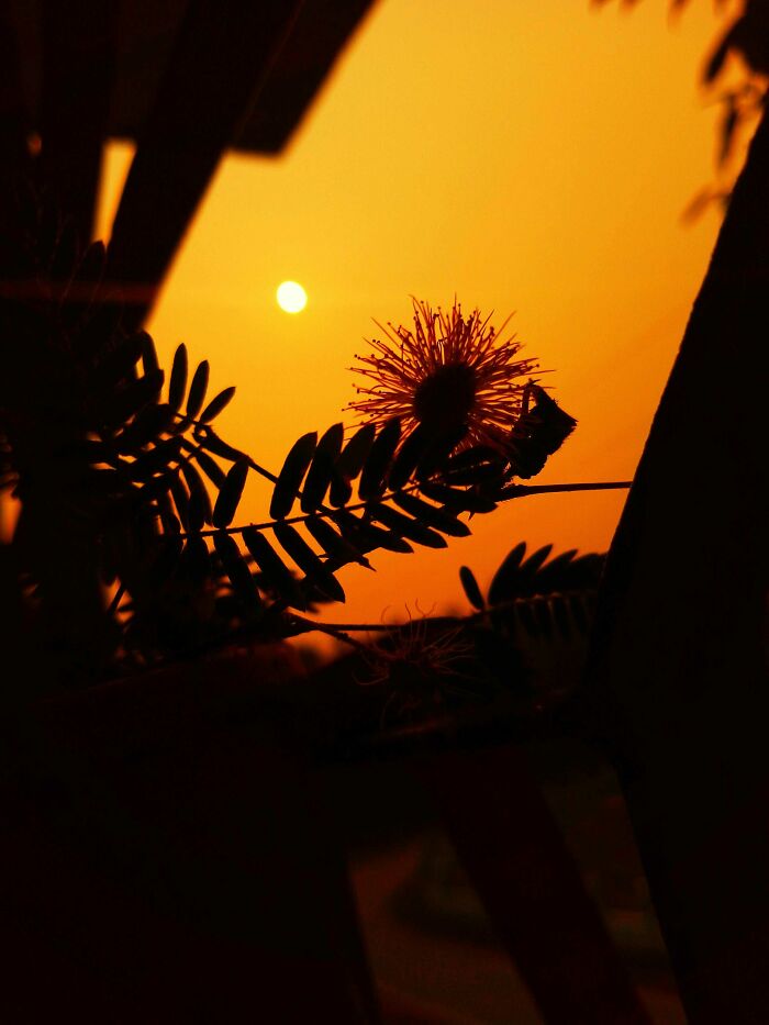 20 Flower Shots That Will Totally Make Your Day