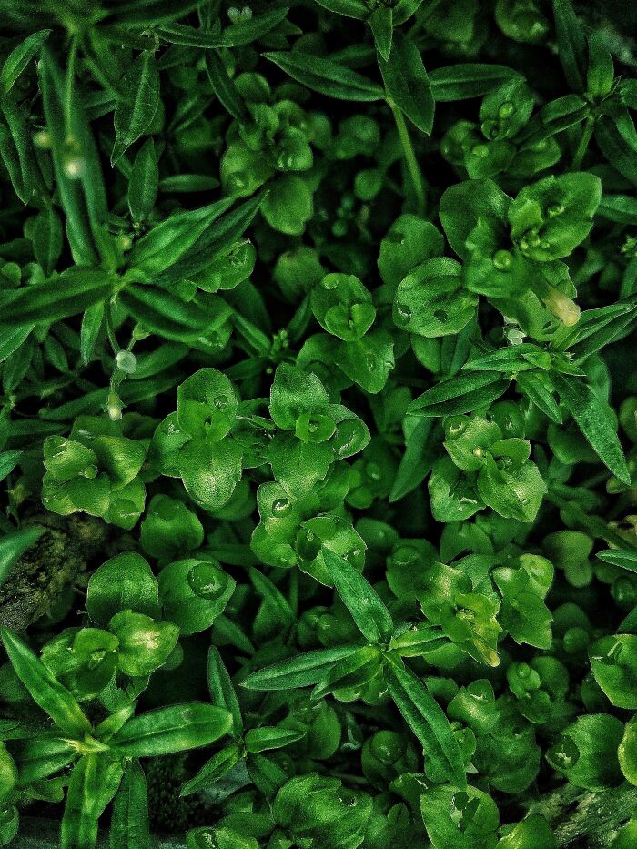 20 Flower Shots That Will Totally Make Your Day