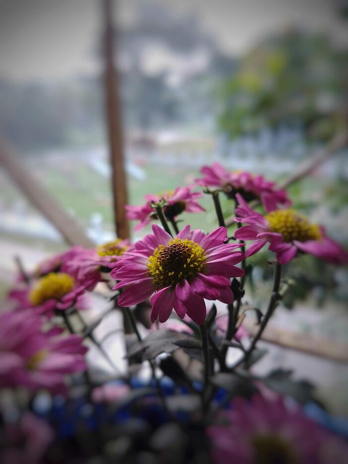 20 Flower Shots That Will Totally Make Your Day