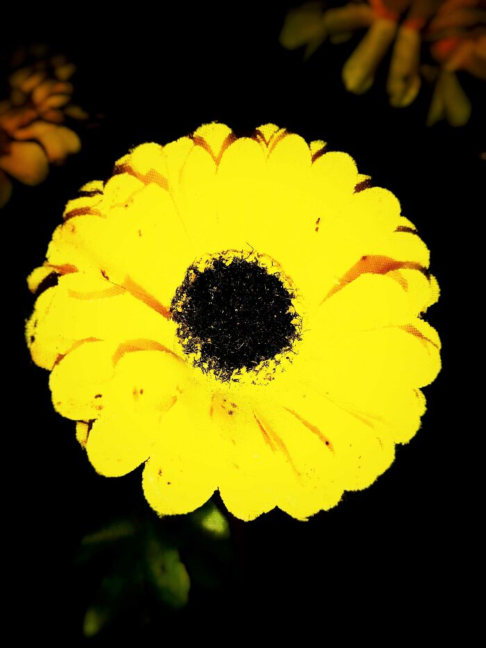 20 Flower Shots That Will Totally Make Your Day