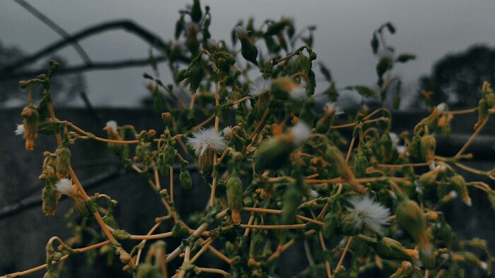 20 Flower Shots That Will Totally Make Your Day