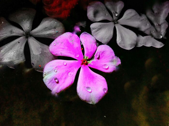 20 Flower Shots That Will Totally Make Your Day