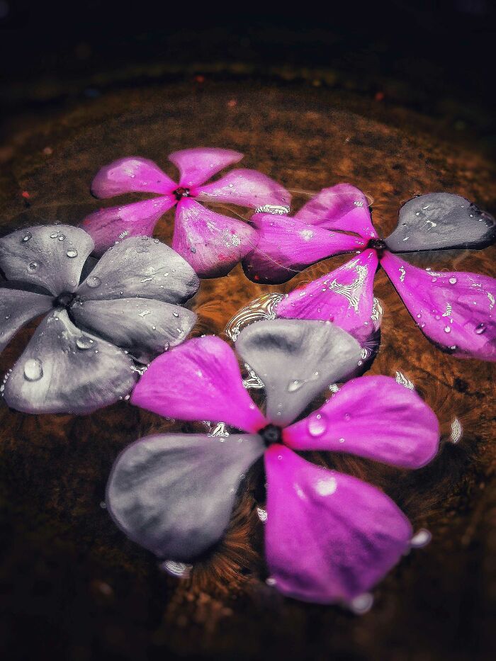 20 Flower Shots That Will Totally Make Your Day