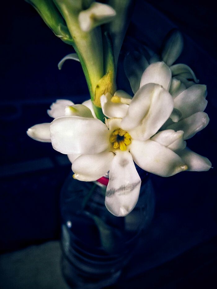 20 Flower Shots That Will Totally Make Your Day