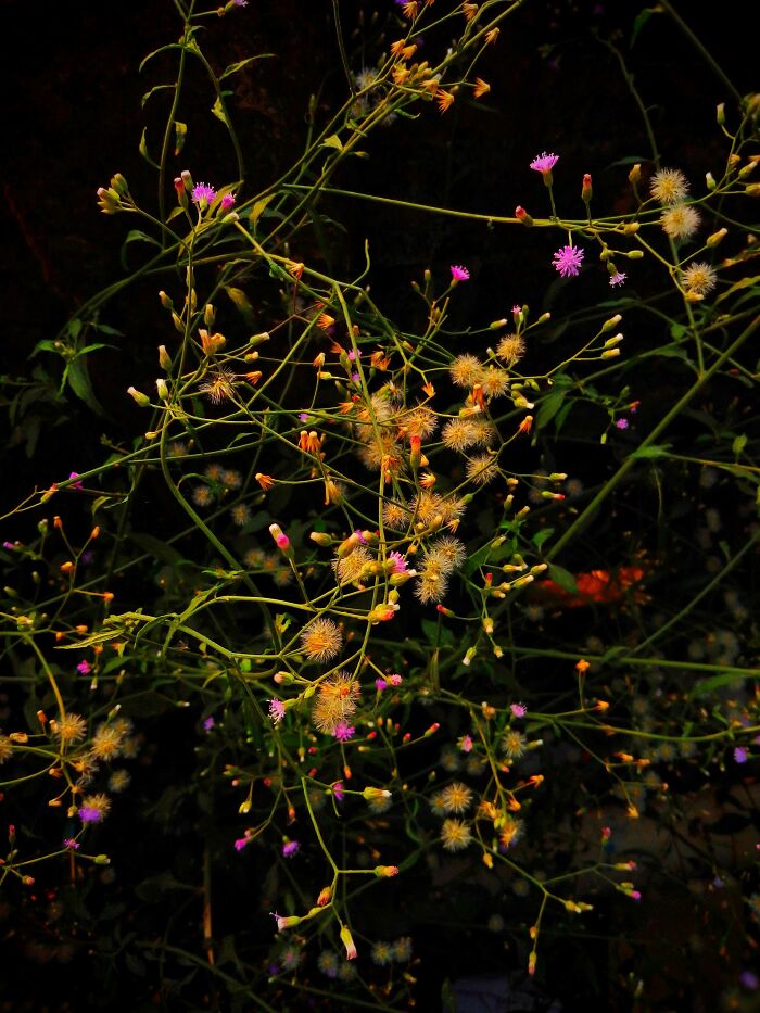 20 Flower Shots That Will Totally Make Your Day