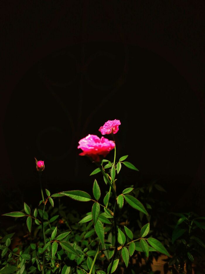 20 Flower Shots That Will Totally Make Your Day