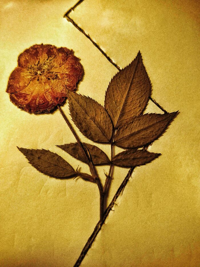 20 Flower Shots That Will Totally Make Your Day