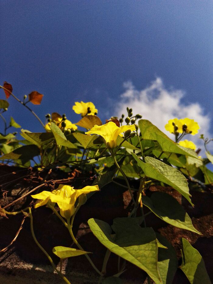 20 Flower Shots That Will Totally Make Your Day