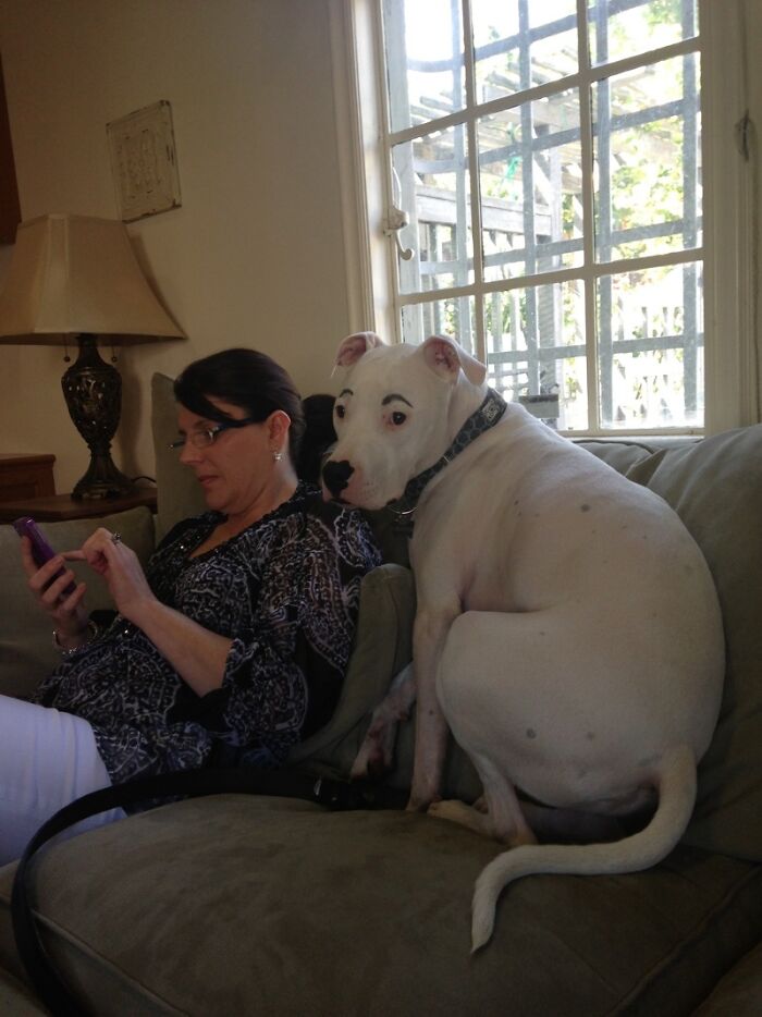 Brother Drew Eyebrows on My Dog. The Dog Has Opinions.