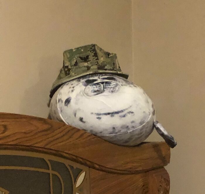 Husband Calls It A Navy Seal. We’re Not So Sure...