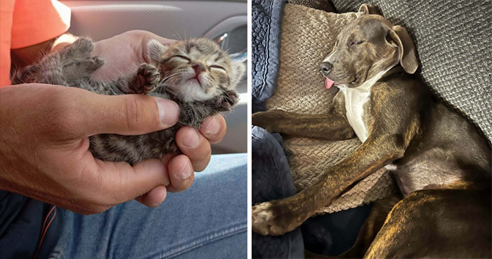 30 Adorable Adopted Pets Who Are Already Living Their Best Lives