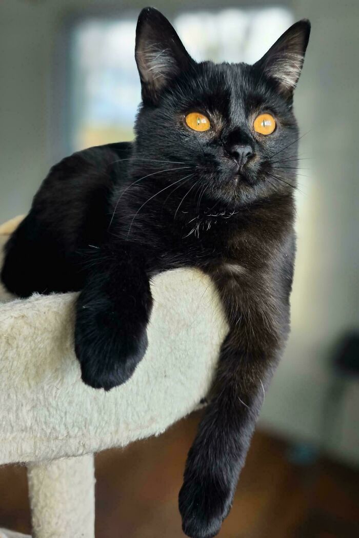 Just Adopted My Dream Cat And It’s Pure Magic