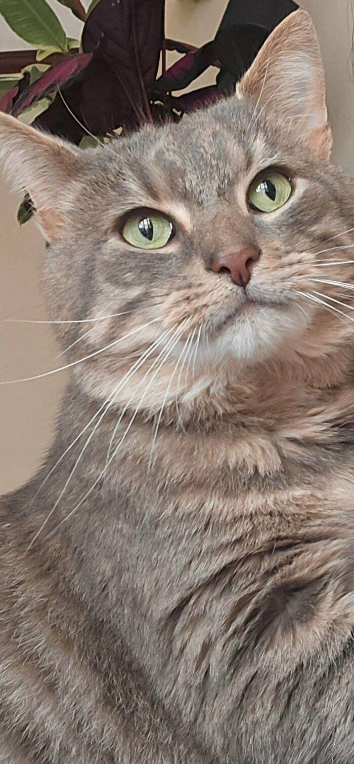 Adopted This Cool FIV Cat And Loving It