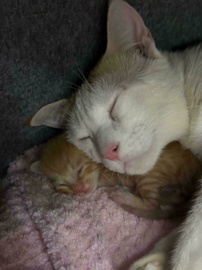He Finally Found Mom—Not Just Any Mom, A Cat Mom!