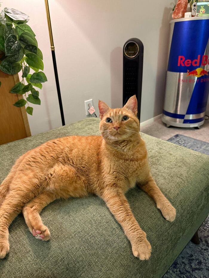 Say Hello To Dan, The New Orange Cat On The Block