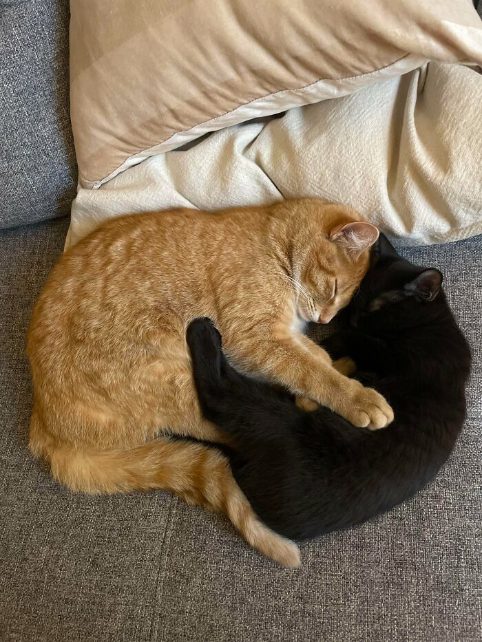 Caught My New Kitten Cuddling The Boss Cat