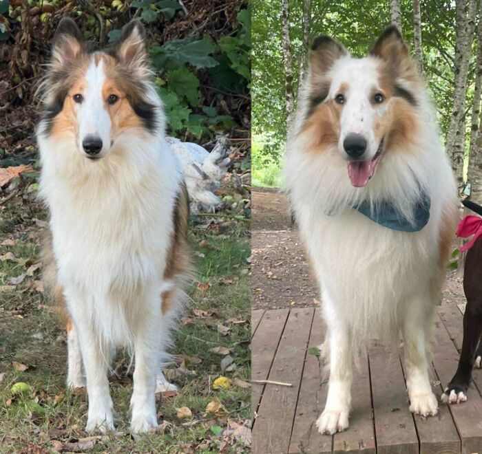 Adopting My Dog’s Twin? Yes, Please!