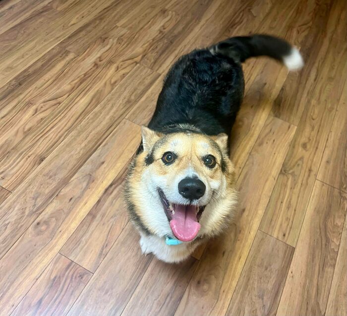 My Dream Dog Came True (Meet Bandito)