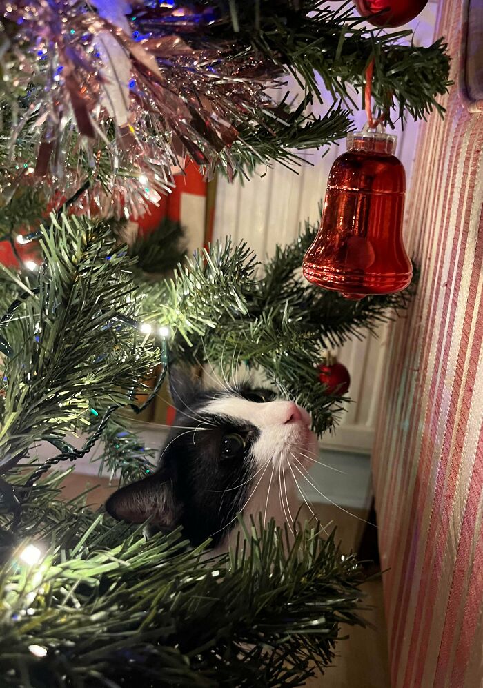 Adopted Frank The Cat, And He’s Loving His First Christmas Tree