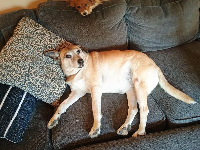 My Meggie Is The Best Dog Ever, Adopted At 8 Years Old!