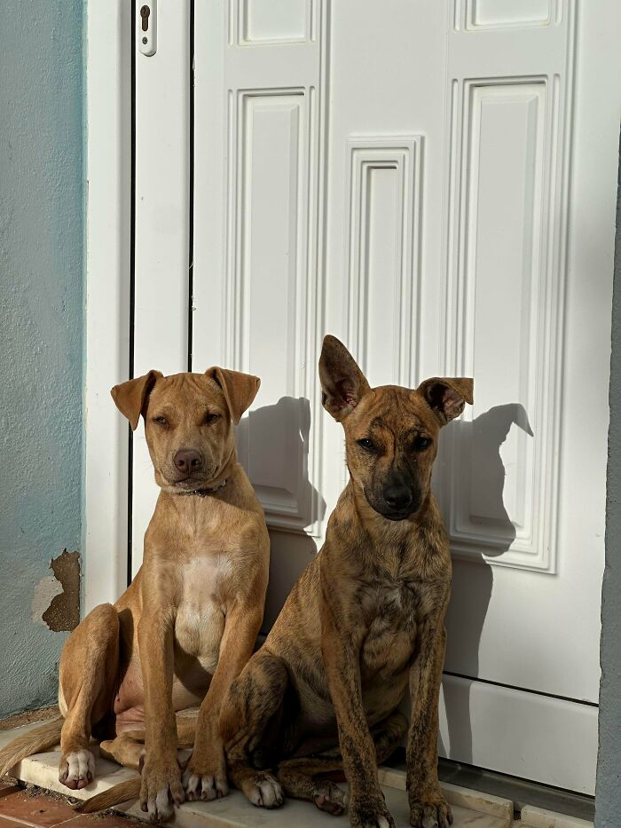 My Two Rescues Are Living Their Best Lives