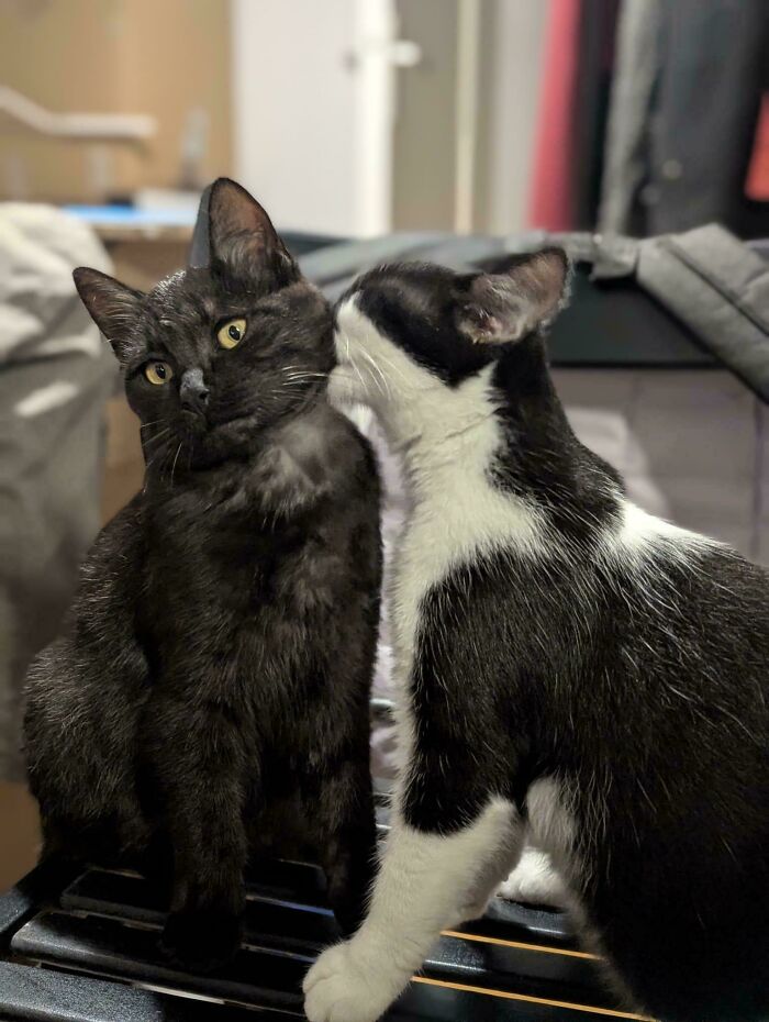 Promised To Adopt These Siblings Together And Look At Them Now