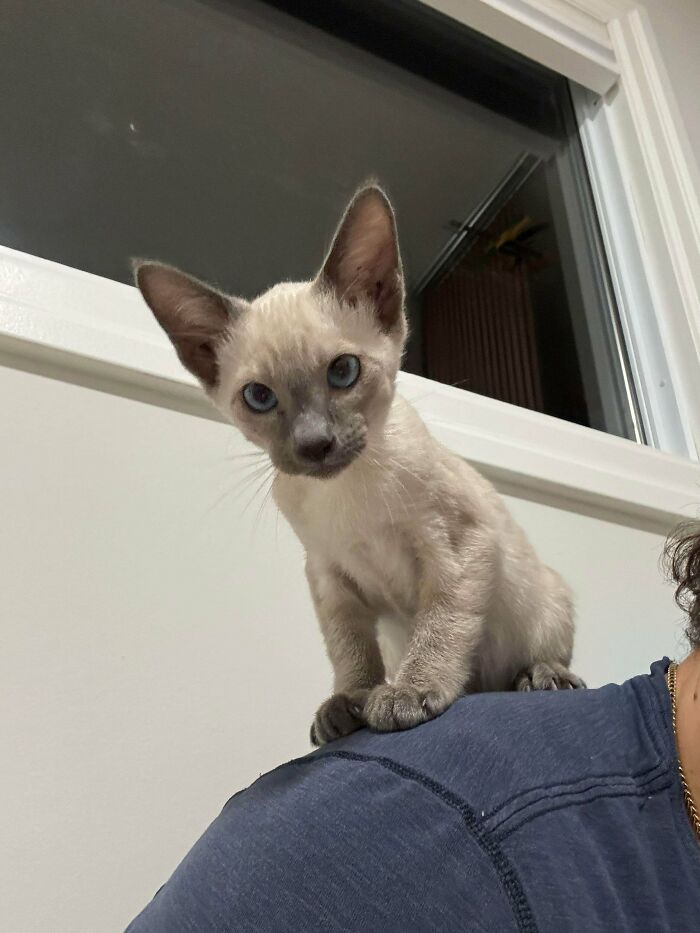 Impulse Adopted A Siamese Kitten—Now Panicking (Send Help)