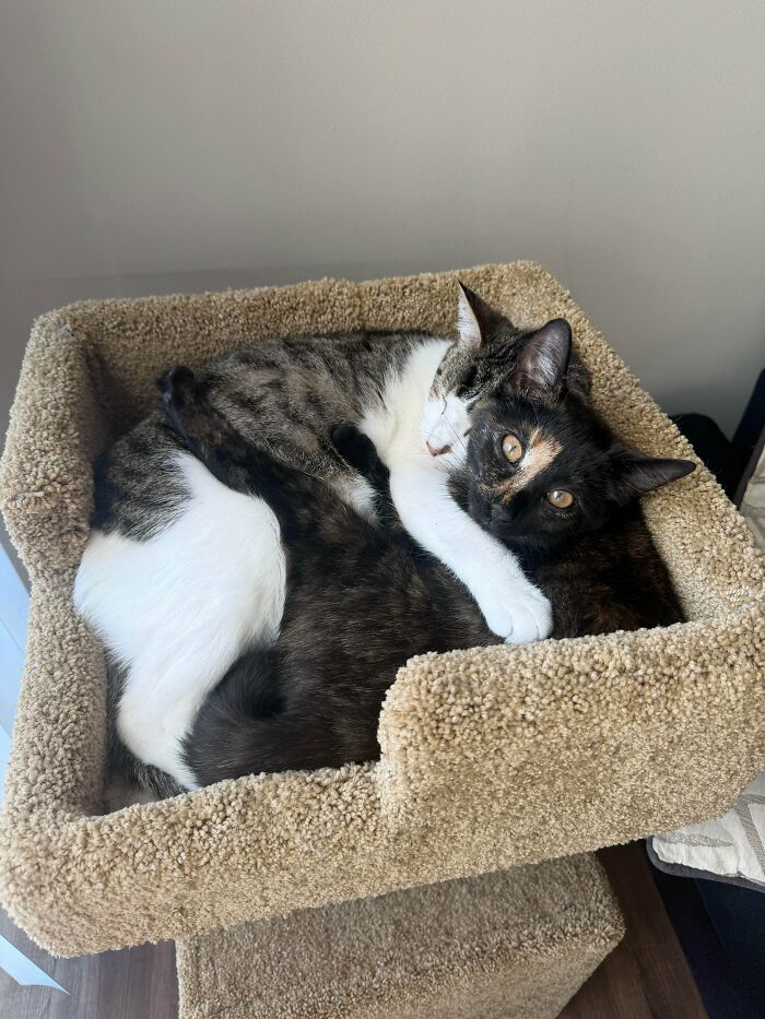 Went In For A Kitten But Big Sis Had Other Plans