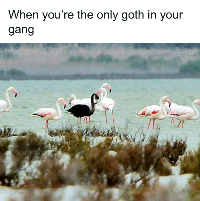 Wait, Goth Memes Are This Hilarious?!