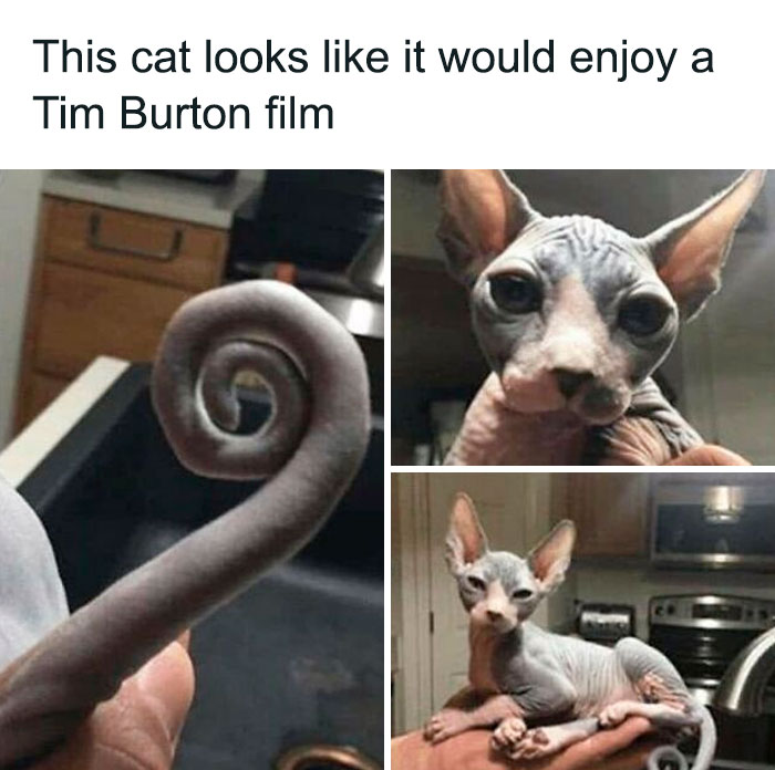 Wait, Goth Memes Are This Hilarious?!